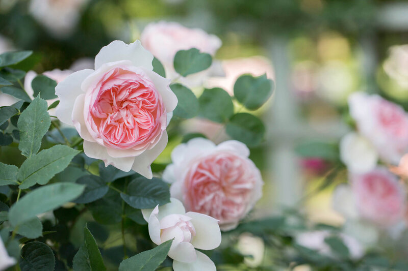 Rosa 'Edenrose®'