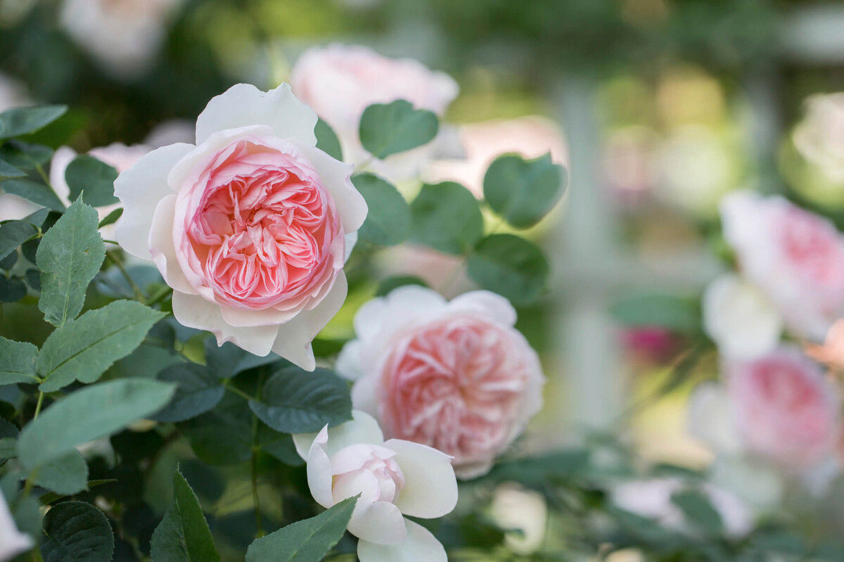 Rosa 'Eden Rose'® | STARKL