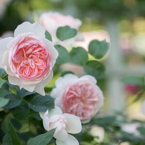 Rosa 'Edenrose®'