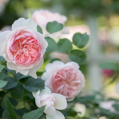 Rosa 'Eden Rose'® | STARKL