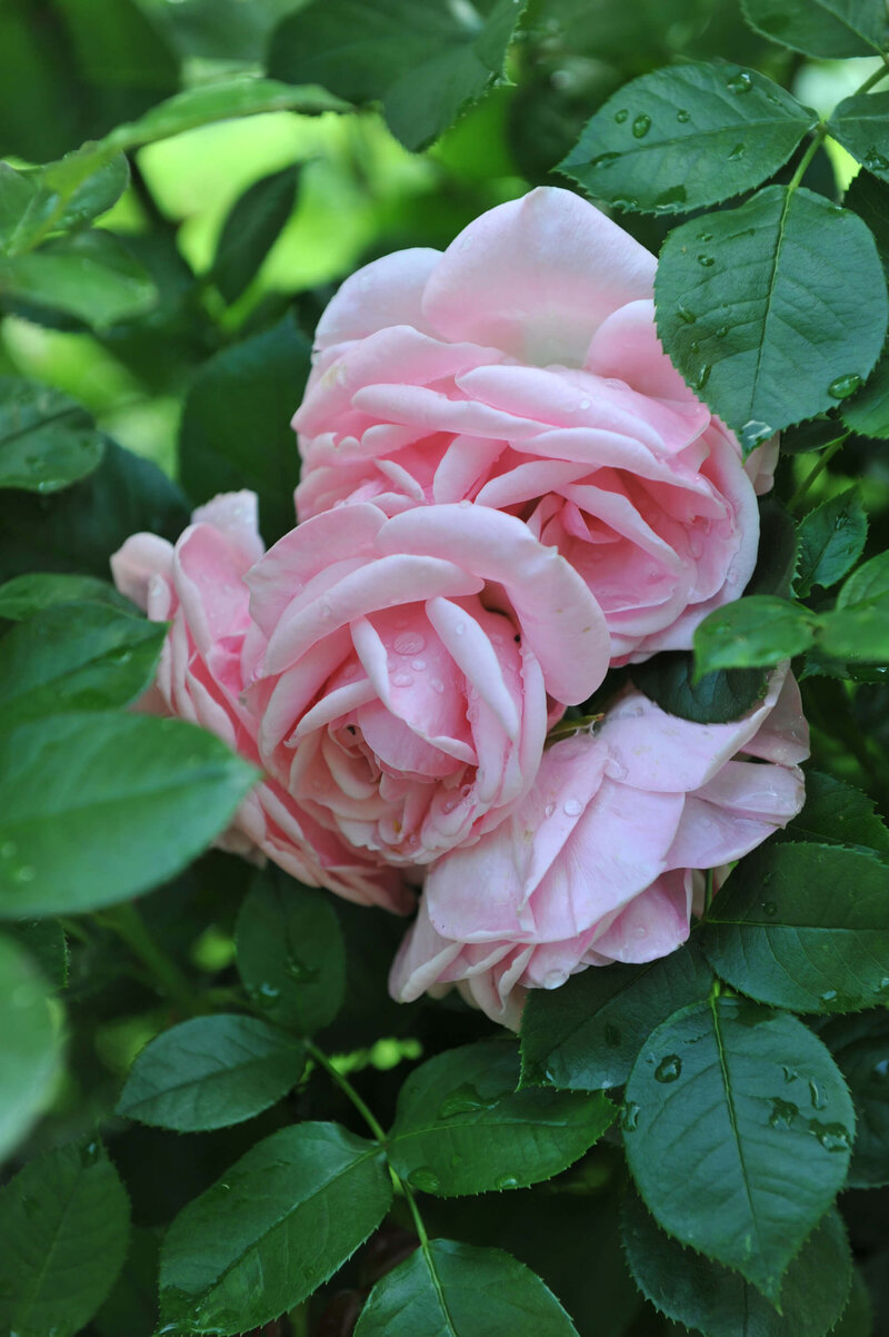 Rosa 'Egon Schiele'