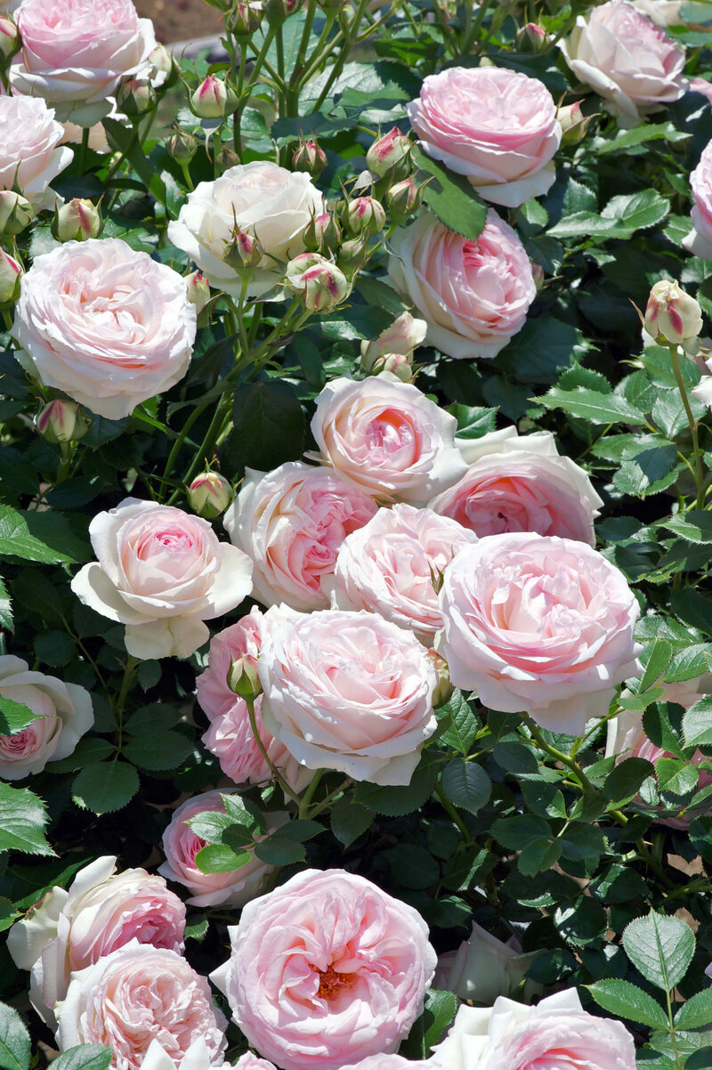 Rosa 'Edenrose®'