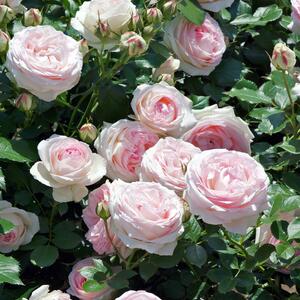 Rosa 'Edenrose®'