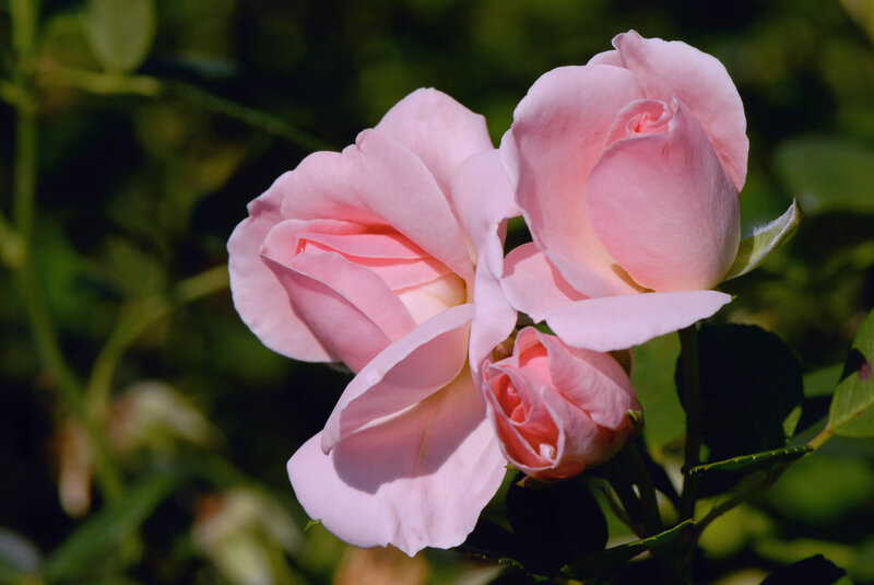 Rosa 'Egon Schiele'