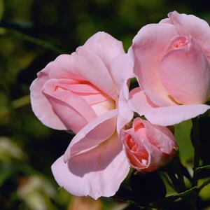 Rosa 'Egon Schiele'