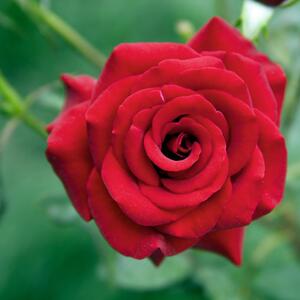 Rosa - Hybriden Fontaine