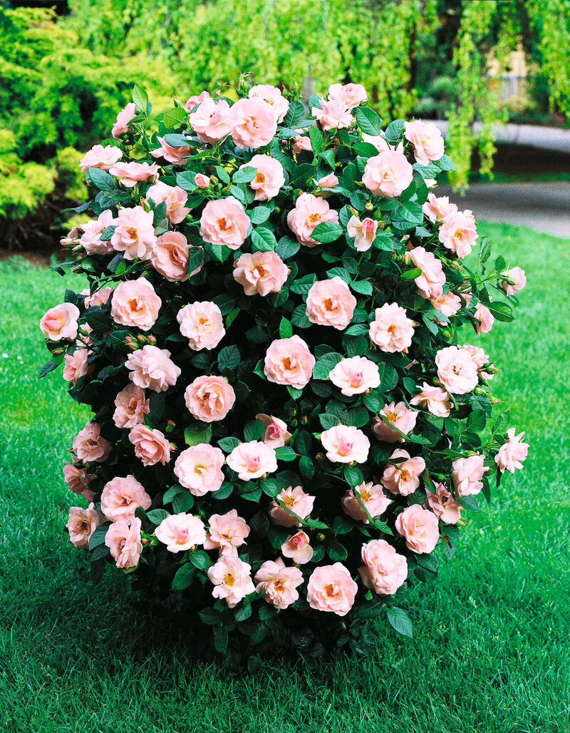 Rosa 'Egon Schiele'