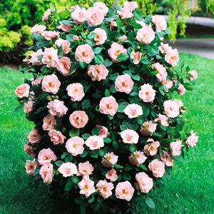 Rosa 'Egon Schiele'