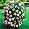 Rosa 'Egon Schiele'
