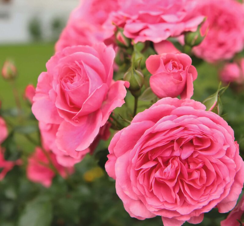 Rosa 'Emilia Maria'