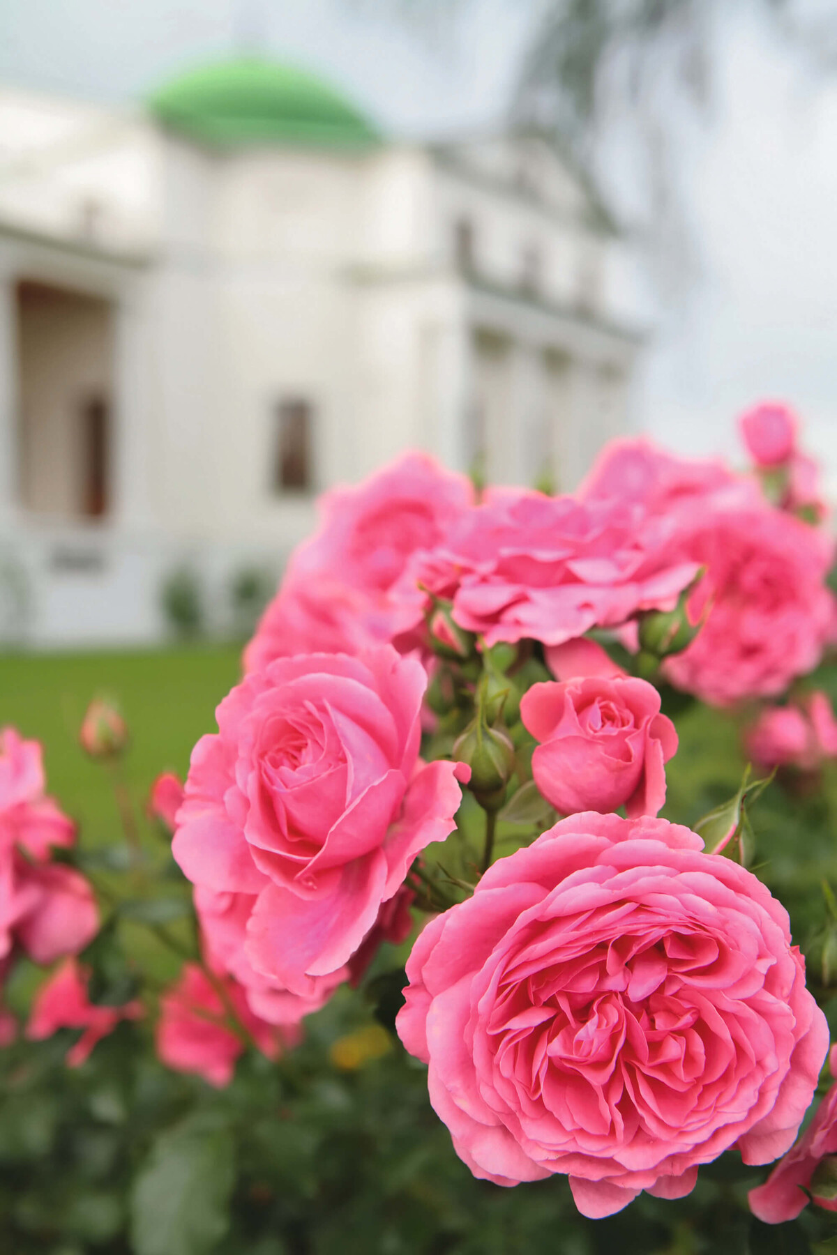 Rosa 'Emilia Maria' | STARKL