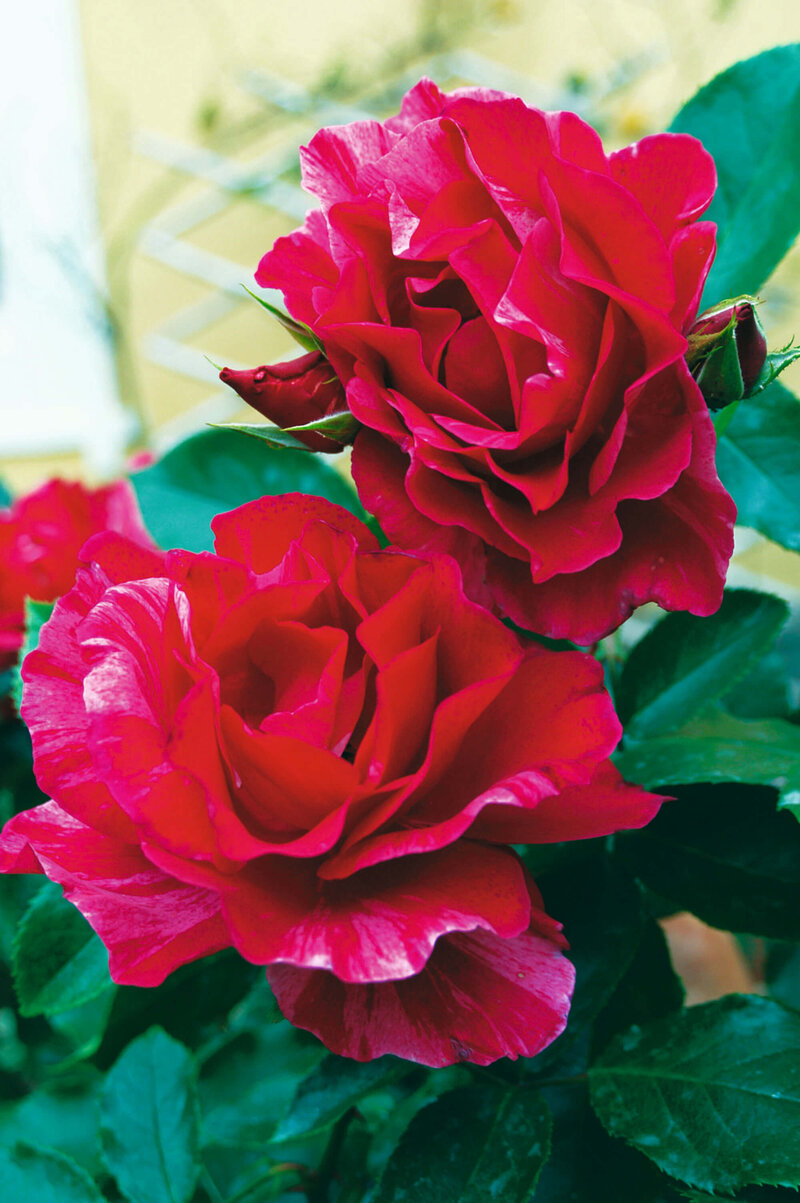 Rosa 'Haus Habsburg'