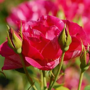 Rosa 'Haus Habsburg'
