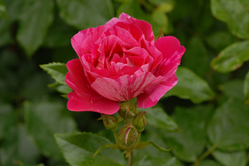 Rosa 'Haus Habsburg'