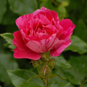 Rosa 'Haus Habsburg'