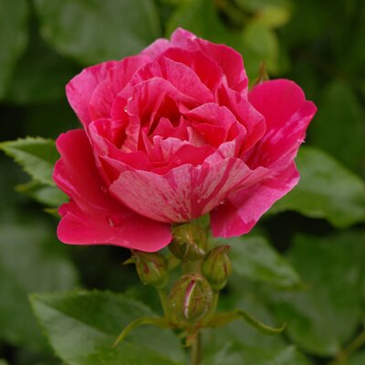 Rosa 'Haus Habsburg'
