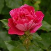 Rosa 'Haus Habsburg'