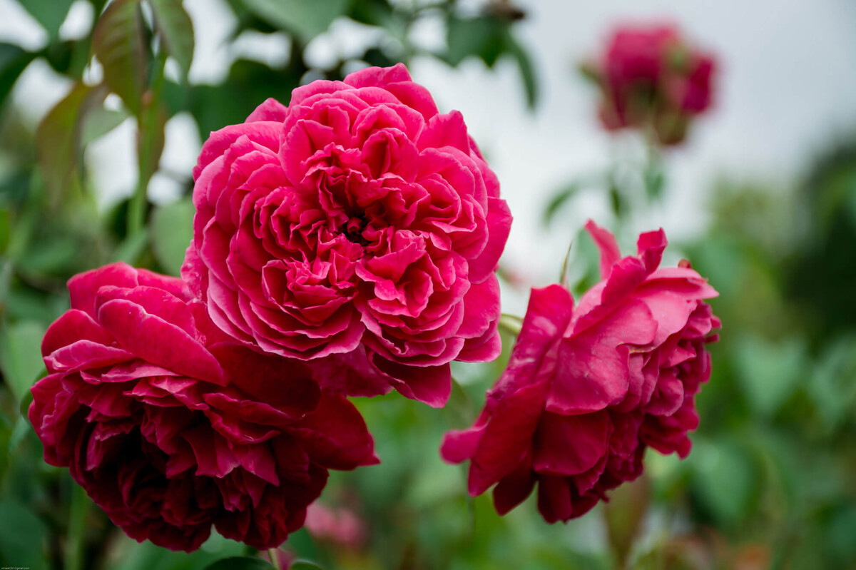 Rosa 'Rose de Resht' | STARKL
