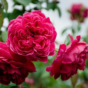 Rosa 'Rose de Resht'