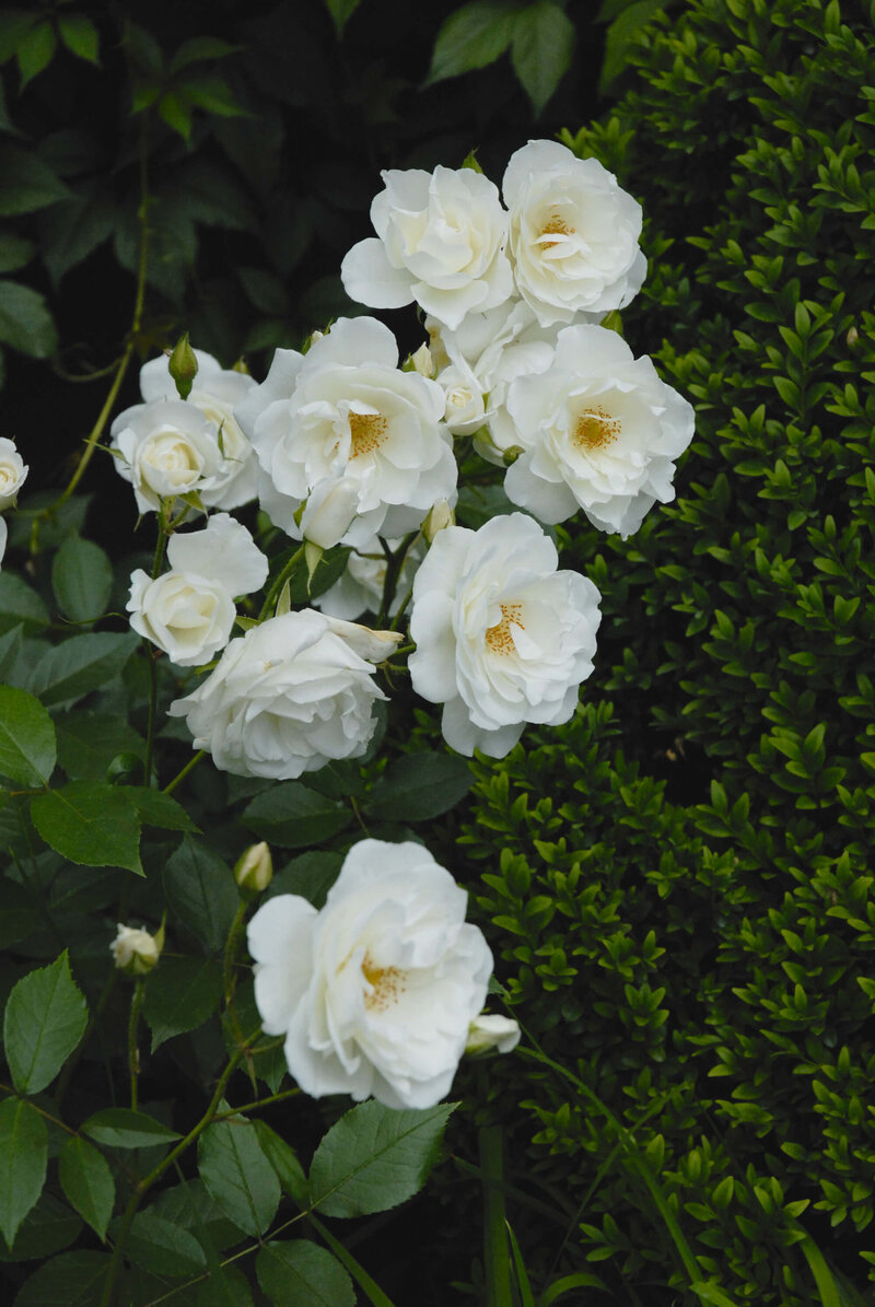 Rosa 'Schneewittchen®'
