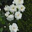 Rosa 'Schneewittchen®'