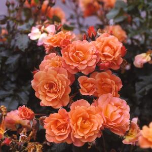 Rosa 'Westerland®'