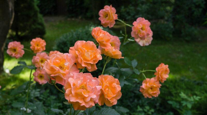 Rosa 'Westerland®'
