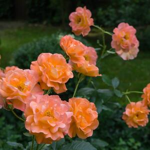 Rosa 'Westerland®'