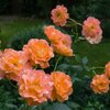 Rosa 'Westerland®'