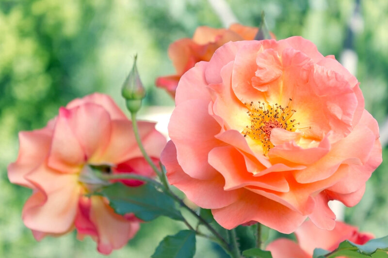 Rosa 'Westerland®'