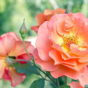 Rosa 'Westerland®'