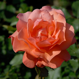 Rosa 'Westerland®'