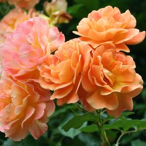 Rosa 'Westerland®'