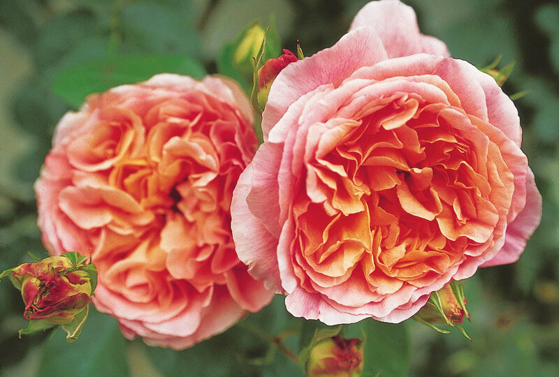 Rosa 'Papi Delbard®'