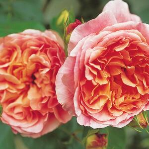 Rosa - Hybriden Papi Delbard