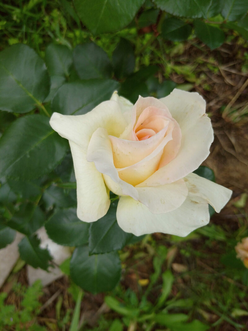 Rosa 'Schneewalzer®'
