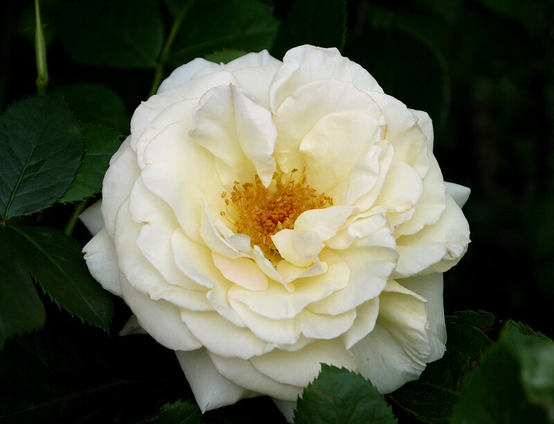 Rosa 'Schneewalzer®'