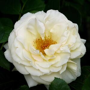 Rosa 'Schneewalzer®'