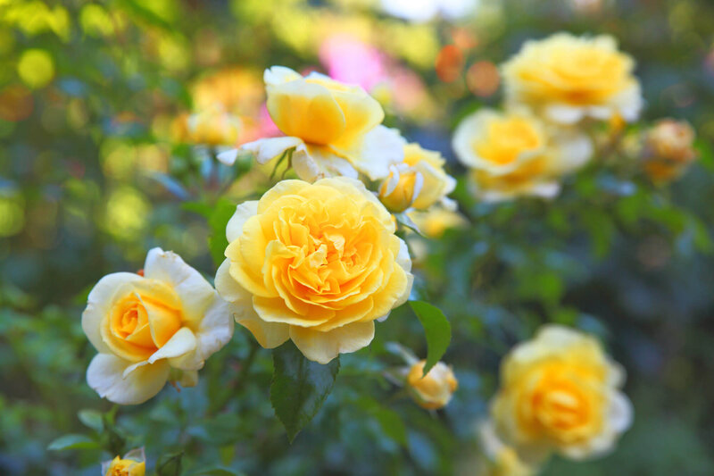 Rosa 'Dune®'