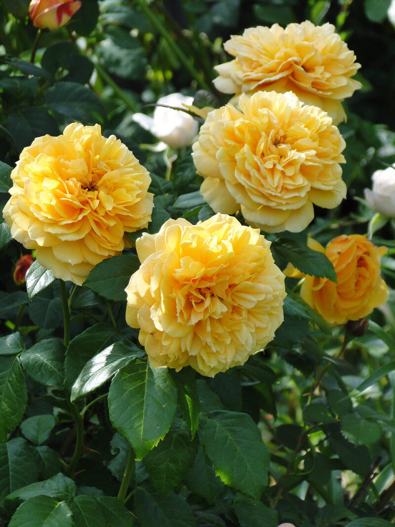 Rosa 'Dune®'
