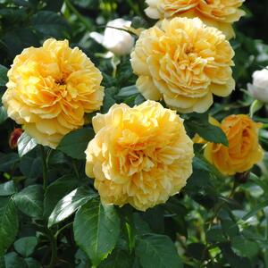 Rosa 'Dune®'