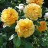 Rosa 'Dune®'