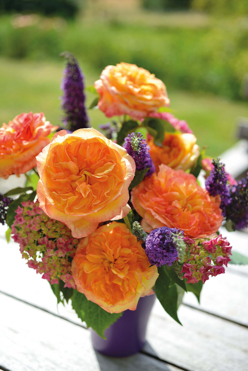 Rosa 'Henri Delbard'