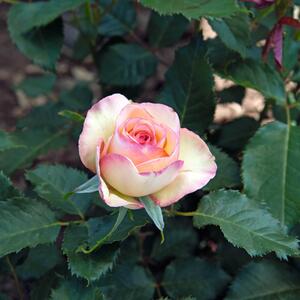 Rosa 'Perfume Kisses®'
