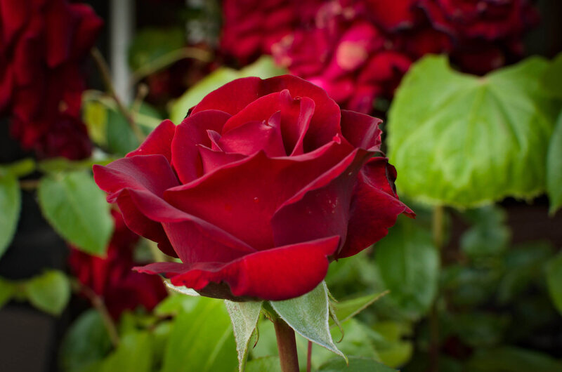 Rosa 'Ingrid Bergman®'
