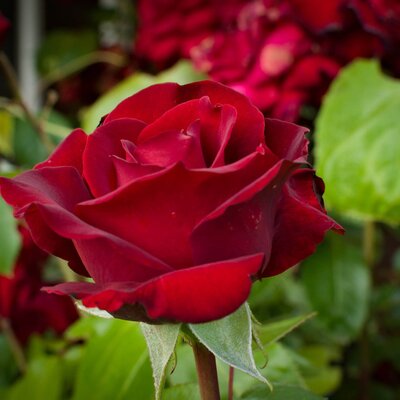 Rosa 'Ingrid Bergman®'