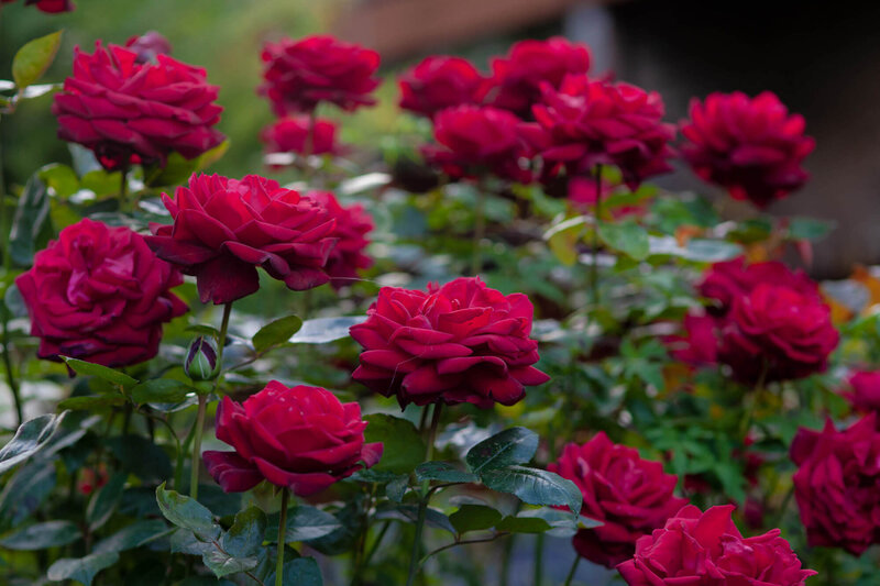Rosa 'Ingrid Bergman®'