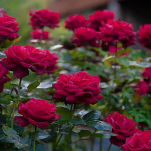 Rosa 'Ingrid Bergman®'