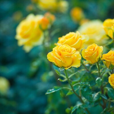 Rosa 'Anni Däneke'