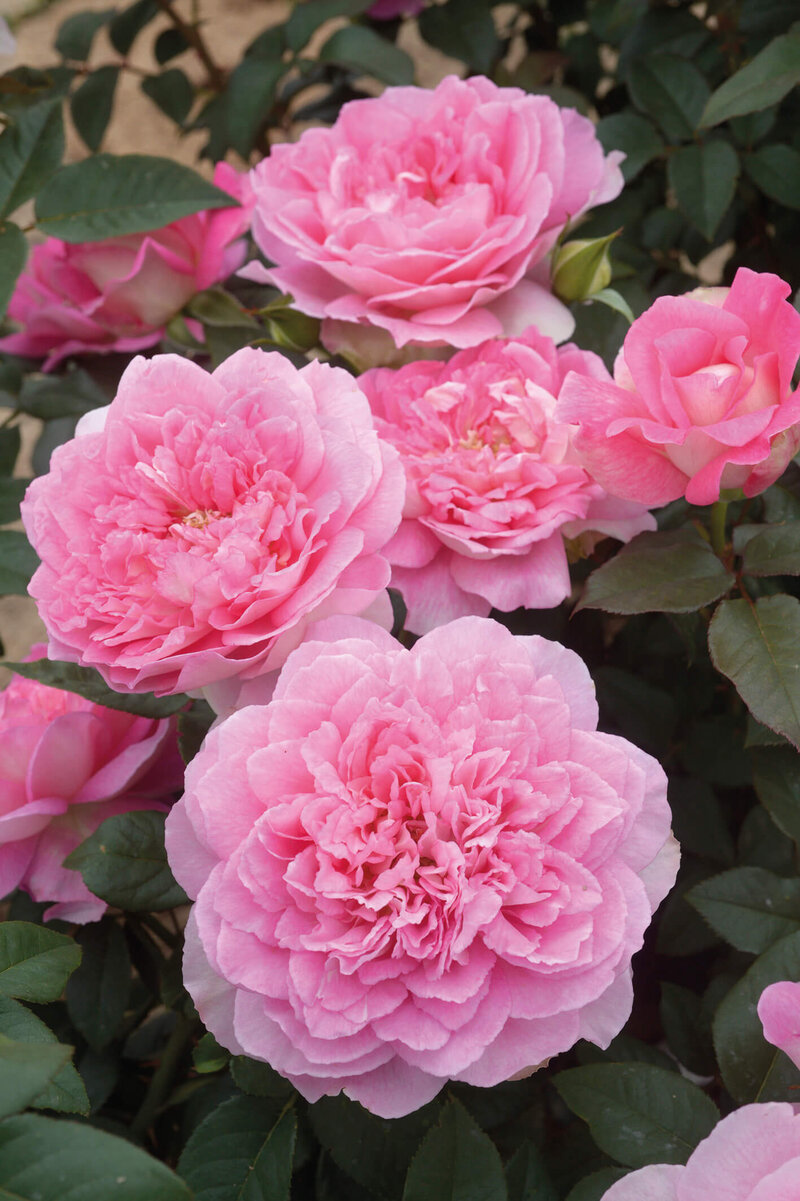 Rosa 'Borneo Odore'